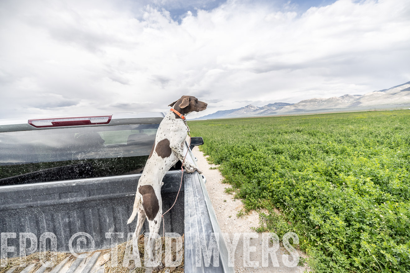 TMyers_PP_Perigo_Nevada_June2023-521858