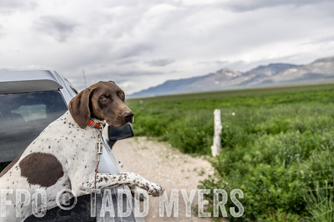 TMyers_PP_Perigo_Nevada_June2023-521888
