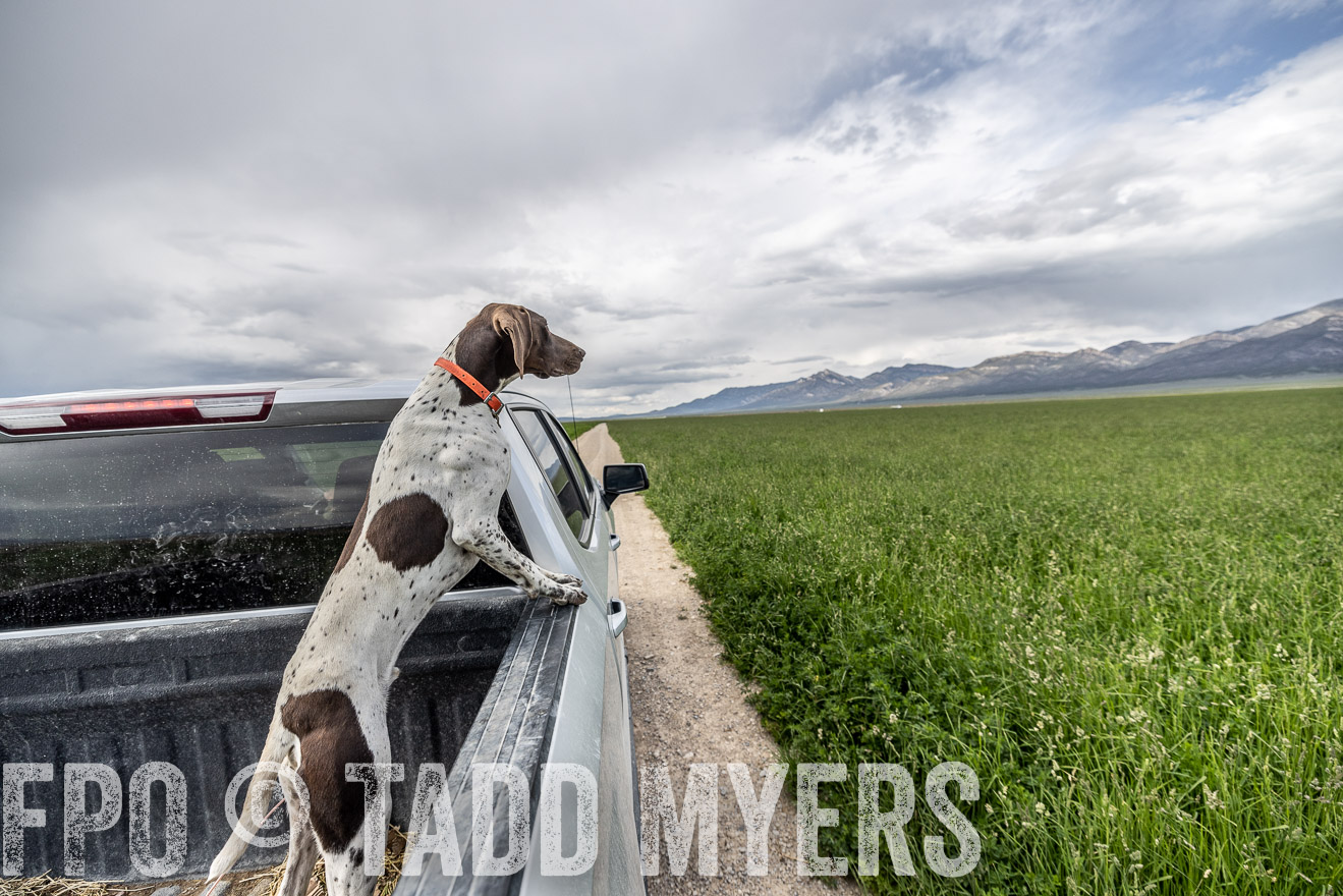 TMyers_PP_Perigo_Nevada_June2023-521902