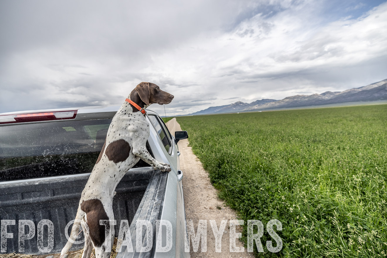 TMyers_PP_Perigo_Nevada_June2023-521905