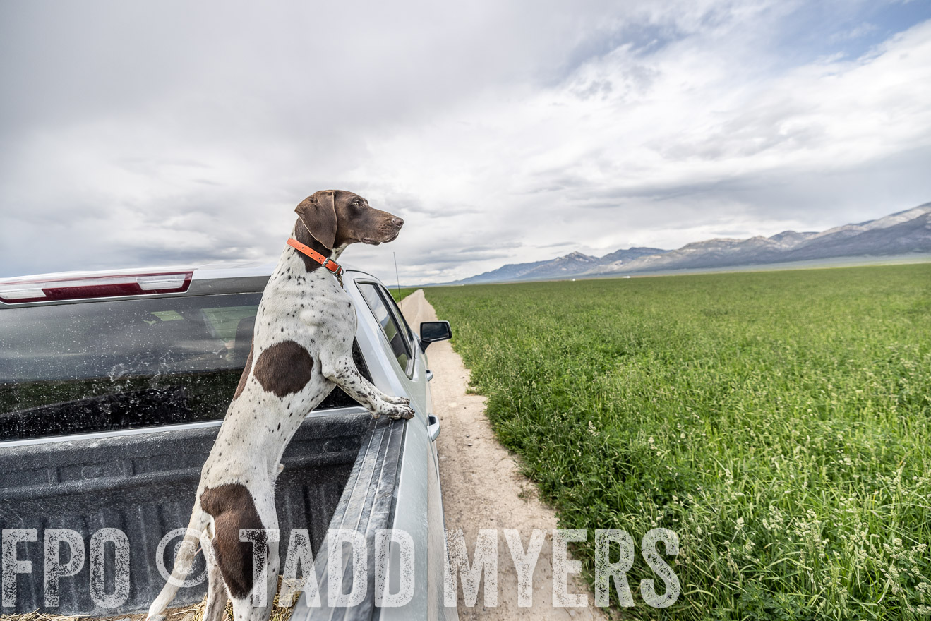 TMyers_PP_Perigo_Nevada_June2023-521907