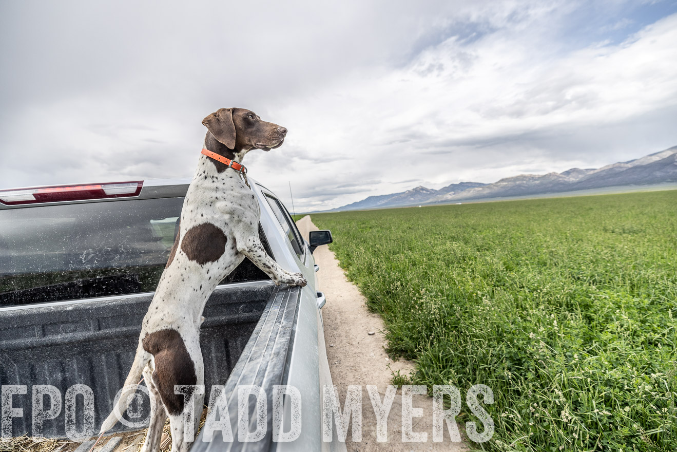 TMyers_PP_Perigo_Nevada_June2023-521911