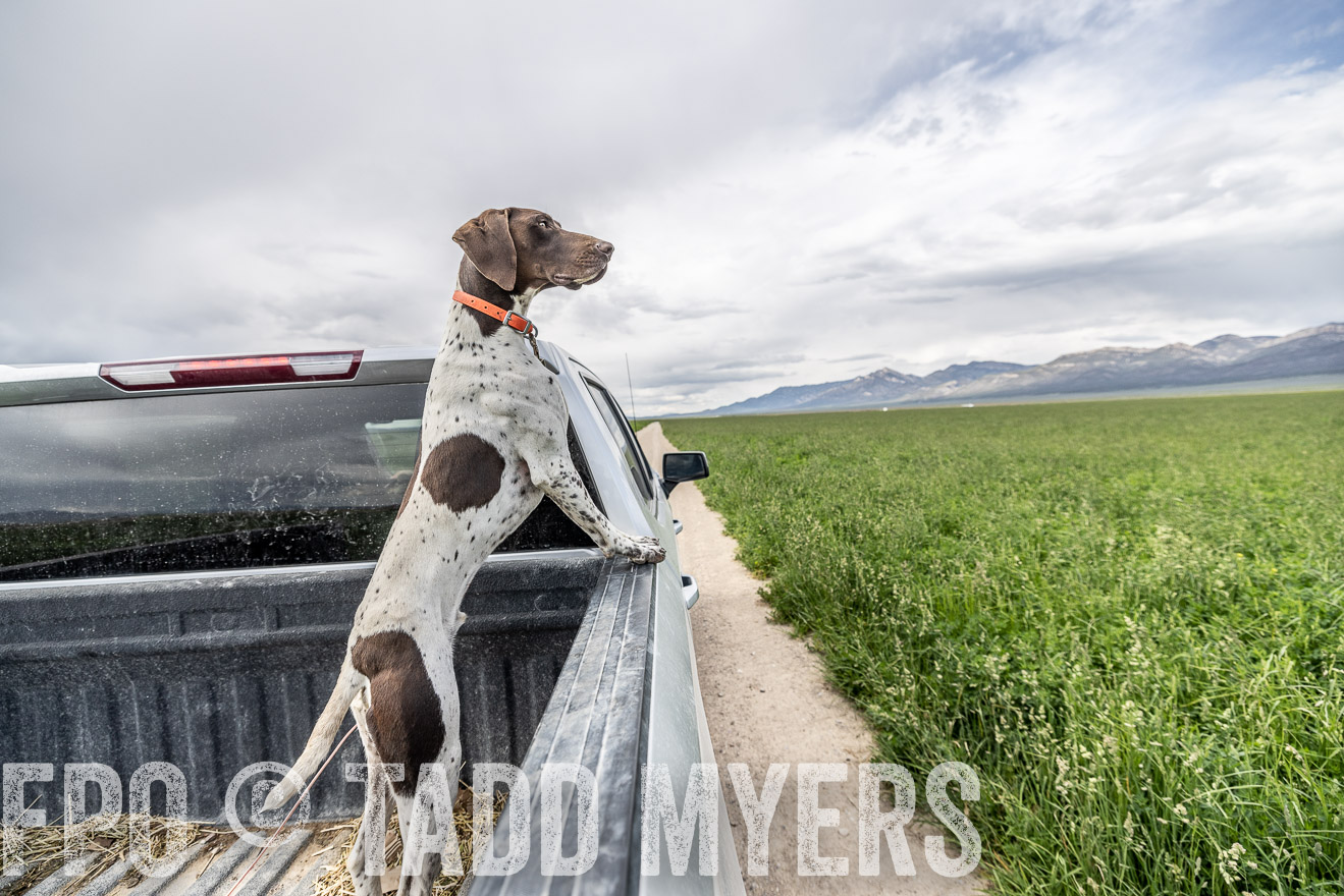 TMyers_PP_Perigo_Nevada_June2023-521914