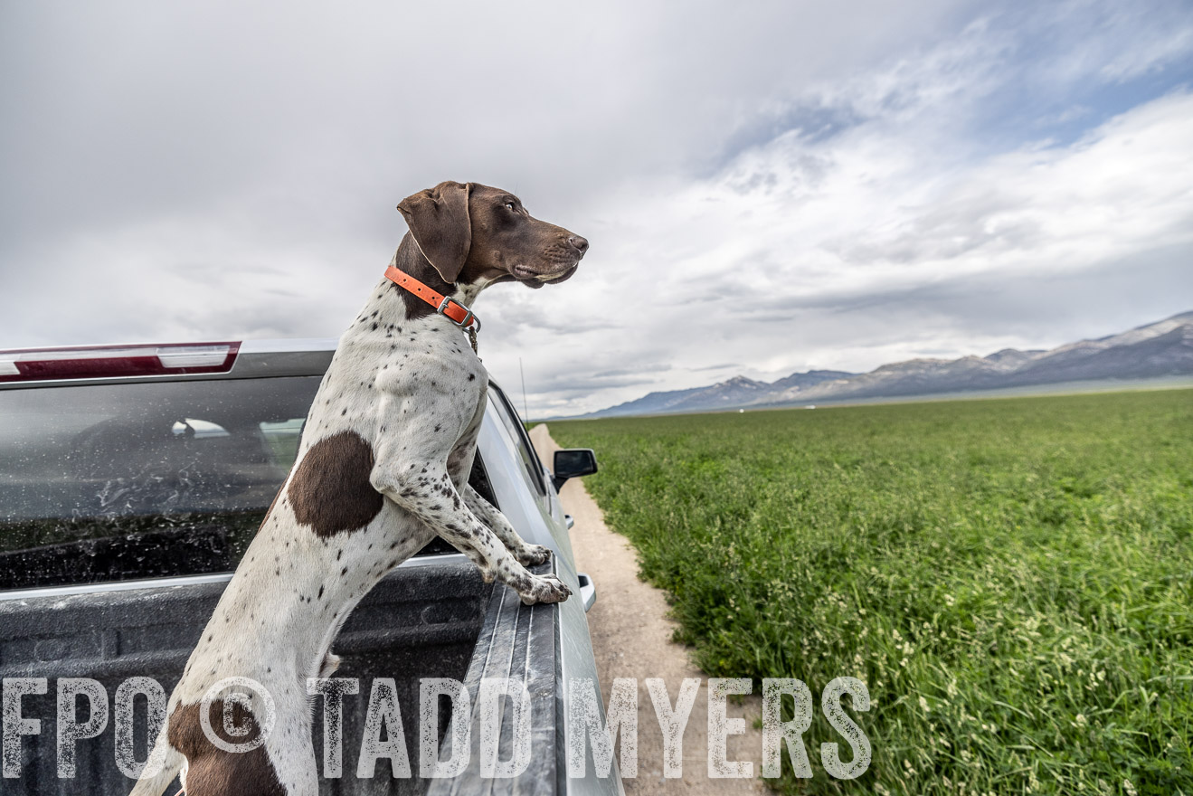 TMyers_PP_Perigo_Nevada_June2023-521916