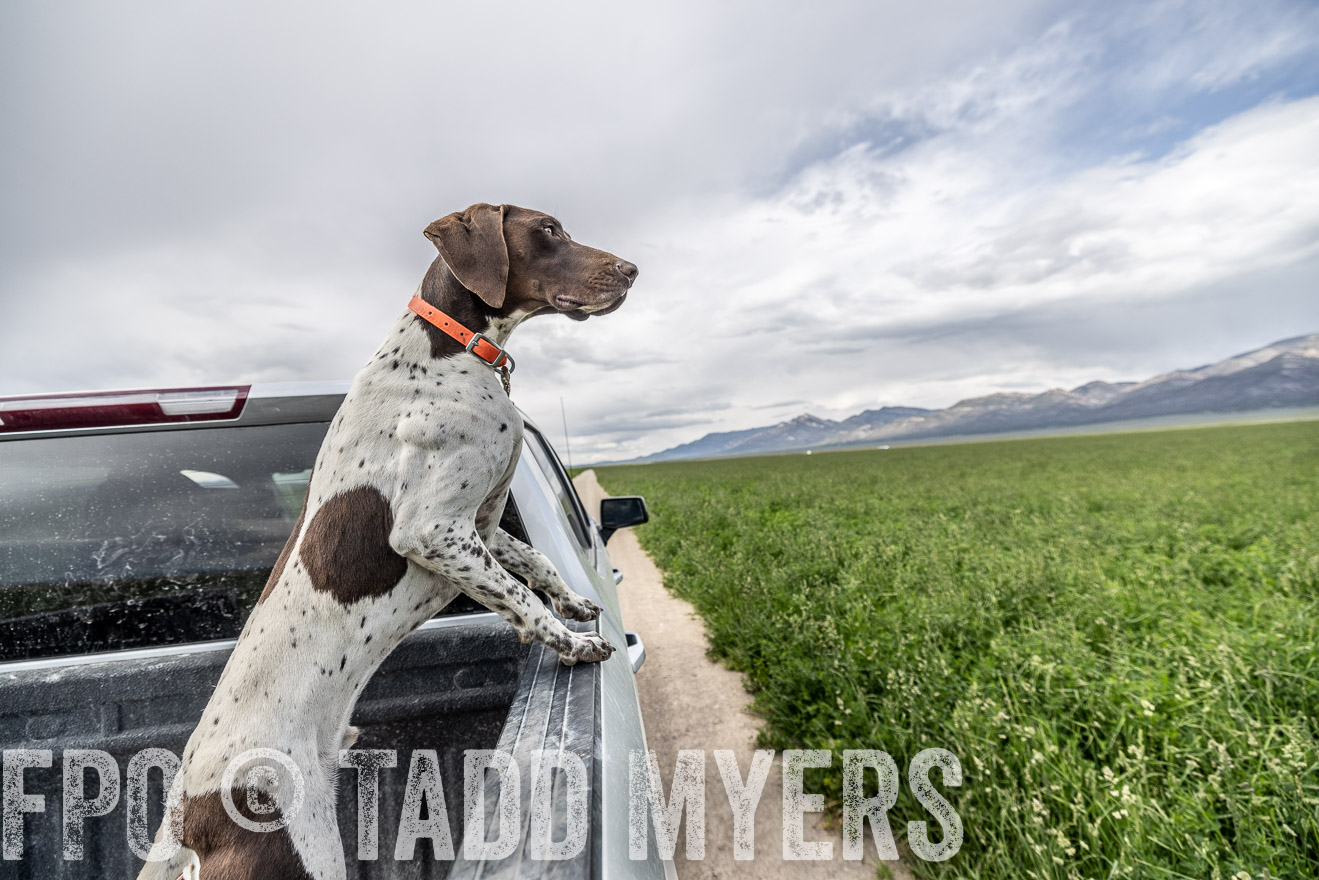 TMyers_PP_Perigo_Nevada_June2023-521918