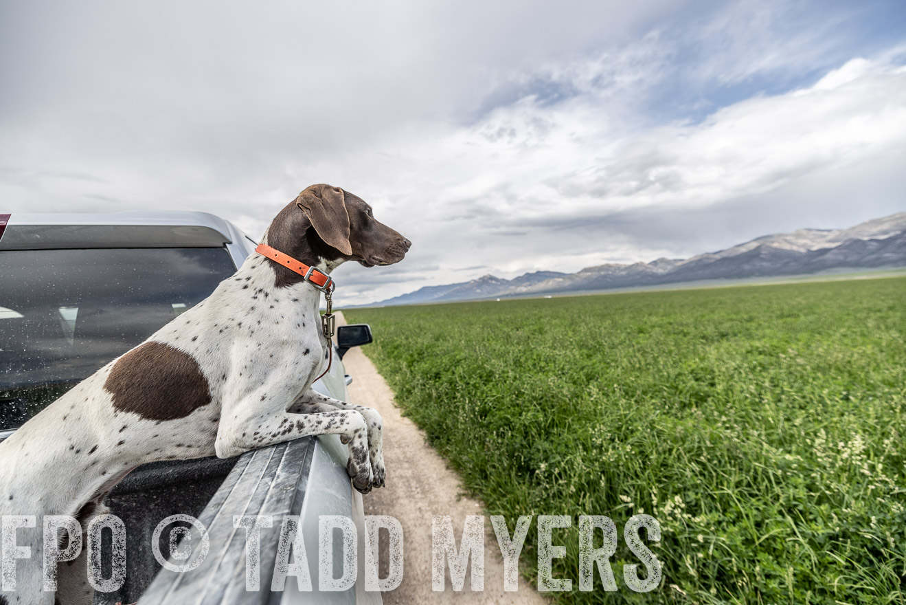 TMyers_PP_Perigo_Nevada_June2023-521934