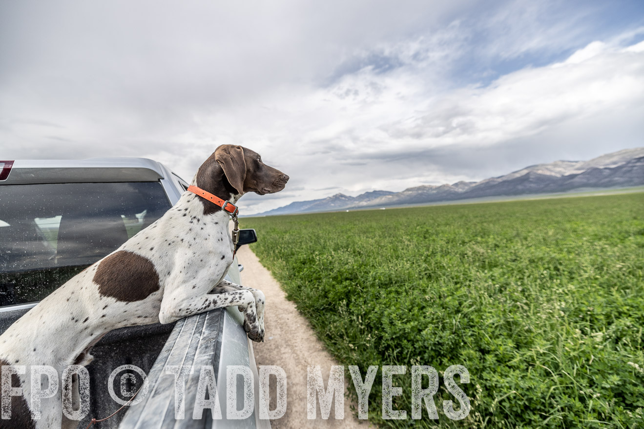 TMyers_PP_Perigo_Nevada_June2023-521939