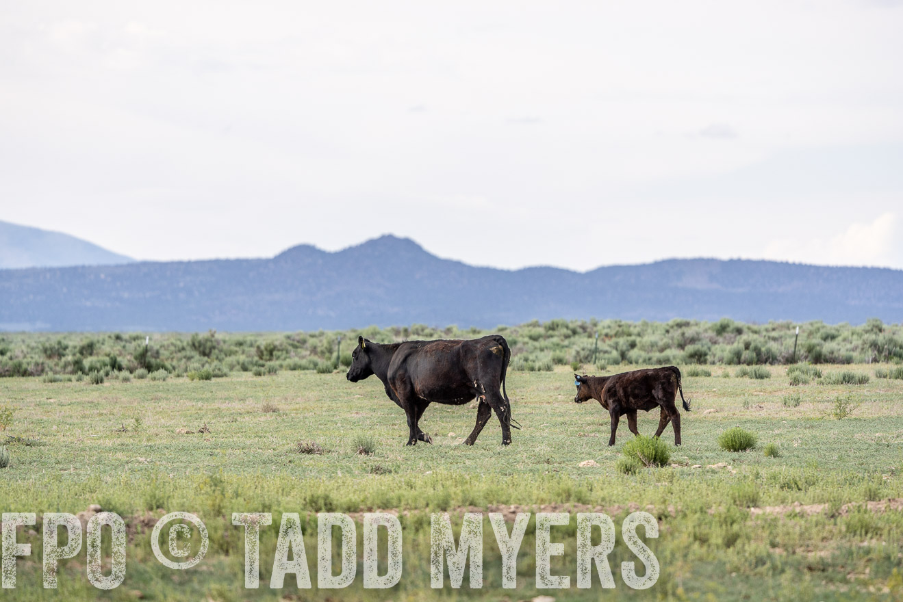 TMyers_PP_Perigo_Nevada_June2023-522026