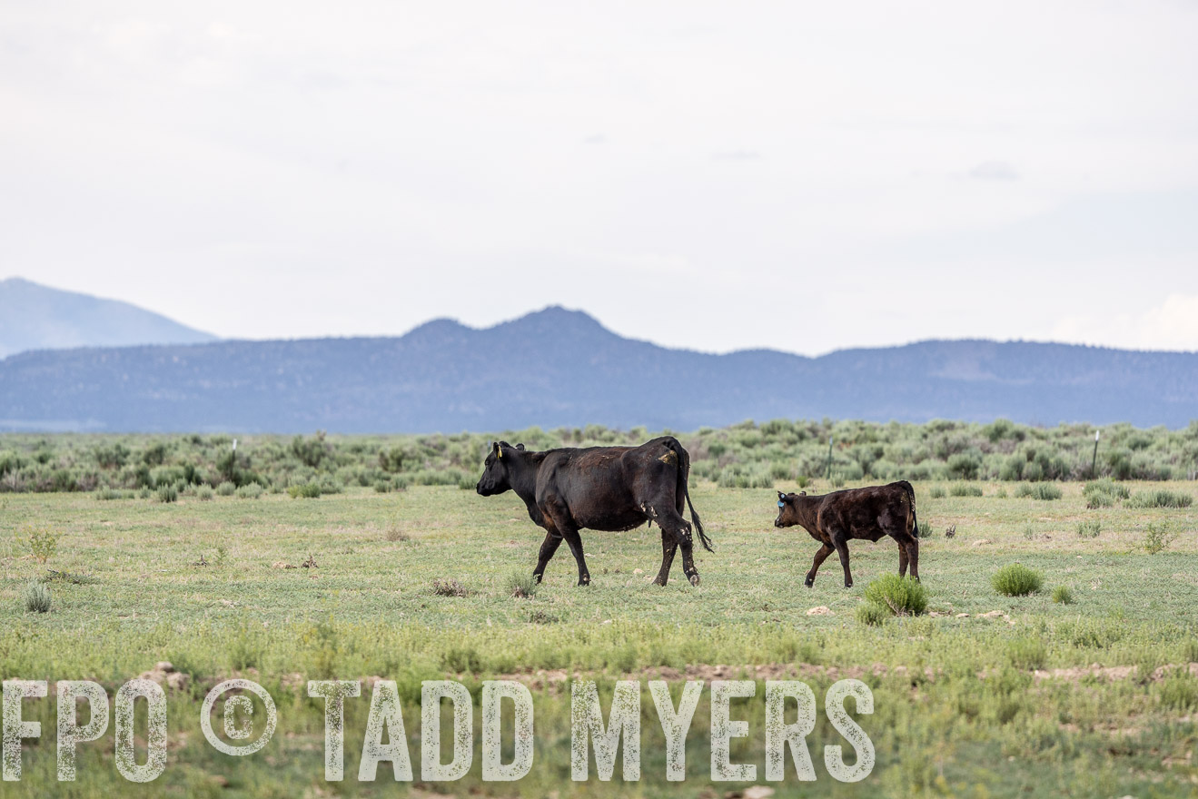TMyers_PP_Perigo_Nevada_June2023-522028