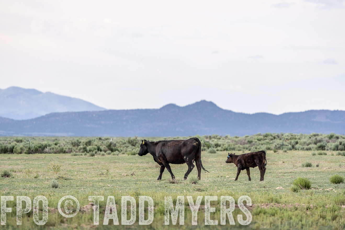 TMyers_PP_Perigo_Nevada_June2023-522029