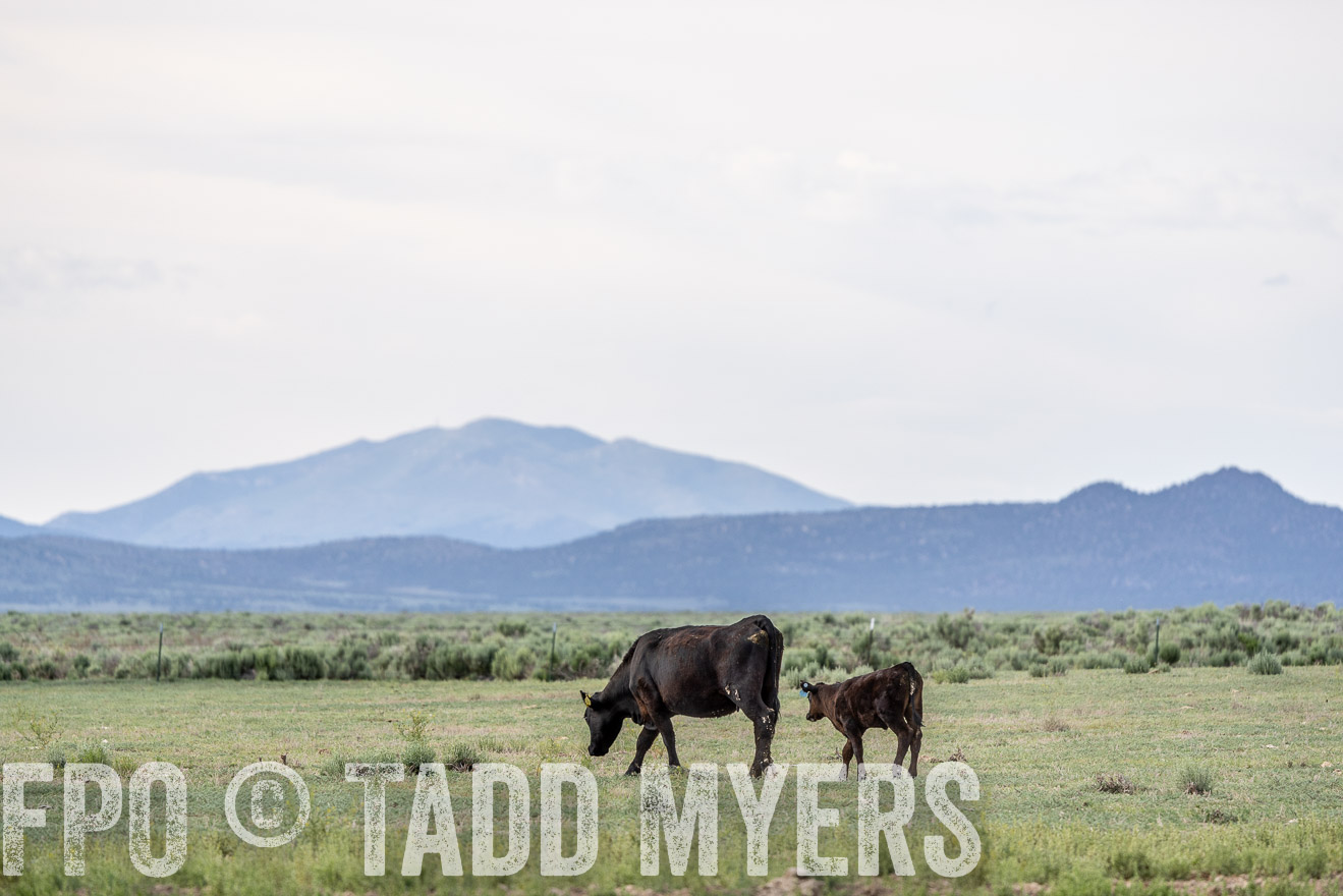 TMyers_PP_Perigo_Nevada_June2023-522036