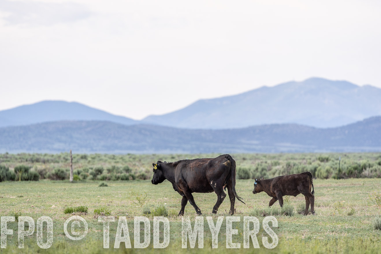TMyers_PP_Perigo_Nevada_June2023-522042