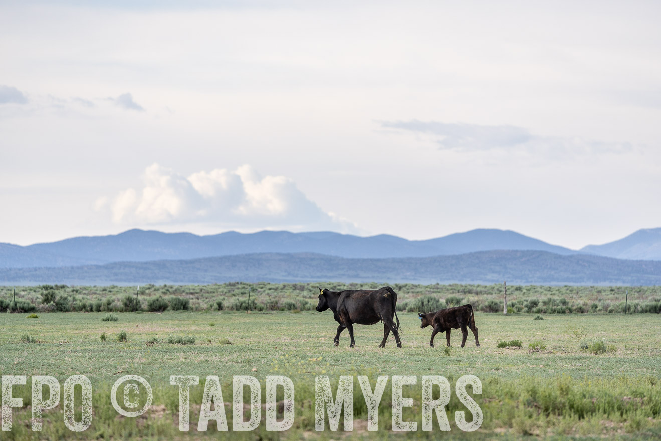 TMyers_PP_Perigo_Nevada_June2023-522052