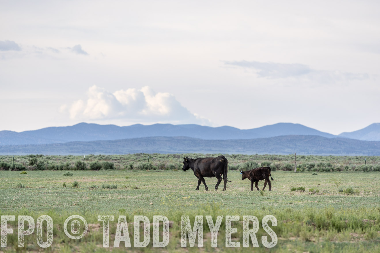 TMyers_PP_Perigo_Nevada_June2023-522054