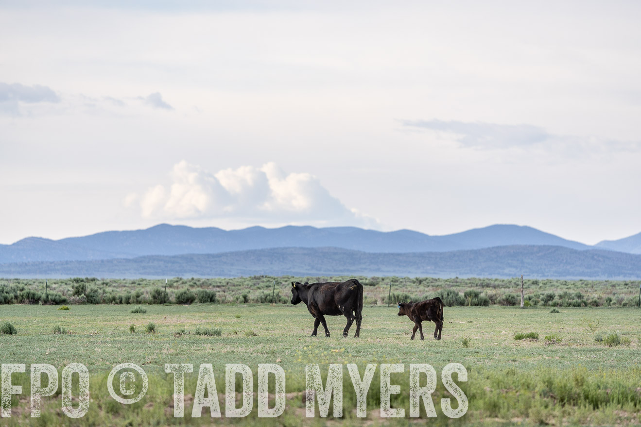 TMyers_PP_Perigo_Nevada_June2023-522057