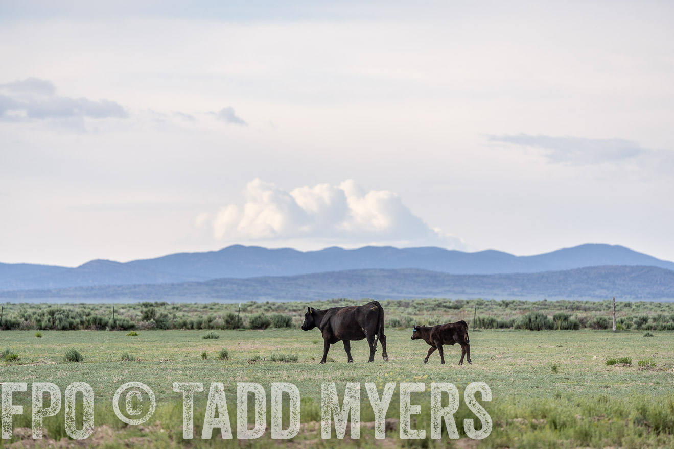 TMyers_PP_Perigo_Nevada_June2023-522060