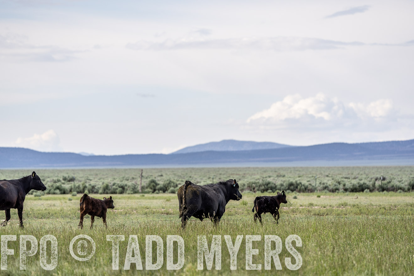 TMyers_PP_Perigo_Nevada_June2023-522083