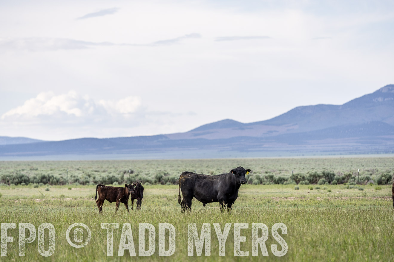 TMyers_PP_Perigo_Nevada_June2023-522086