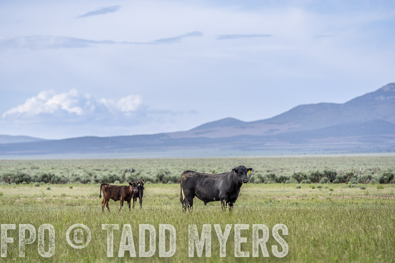 TMyers_PP_Perigo_Nevada_June2023-522087
