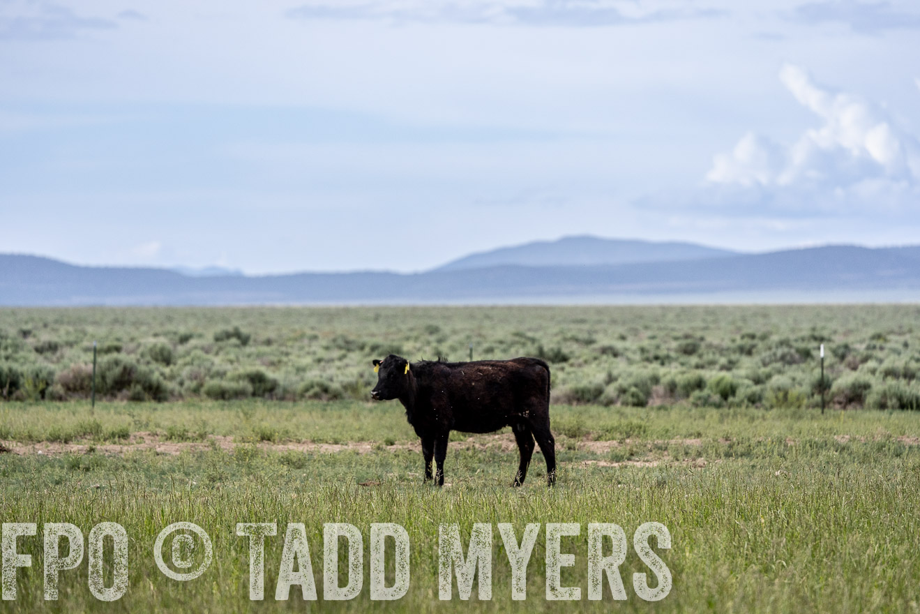 TMyers_PP_Perigo_Nevada_June2023-522264