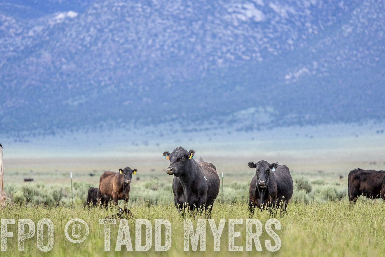 TMyers_PP_Perigo_Nevada_June2023-522272