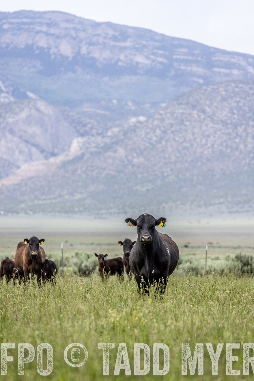 TMyers_PP_Perigo_Nevada_June2023-522326