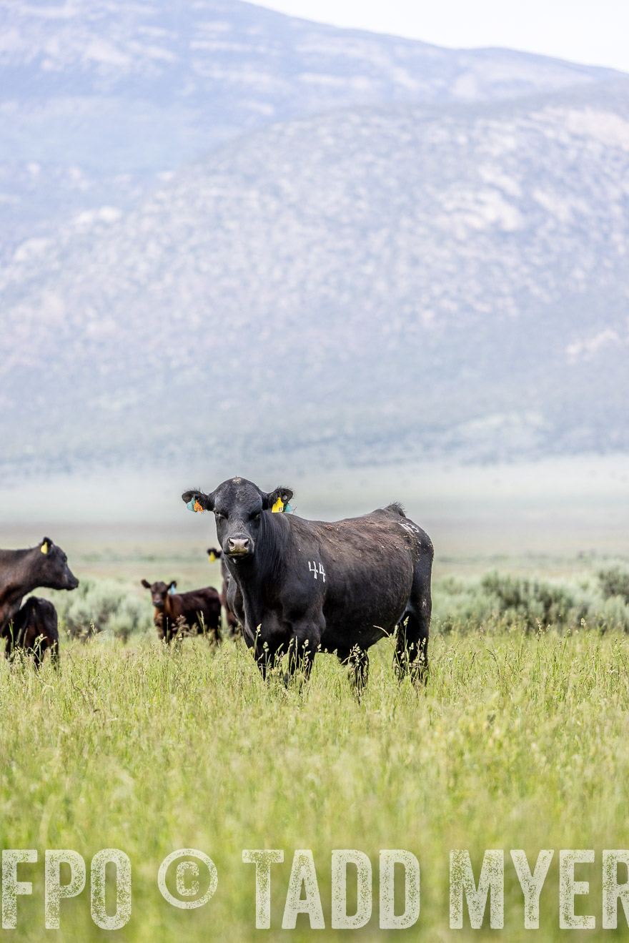 TMyers_PP_Perigo_Nevada_June2023-522351