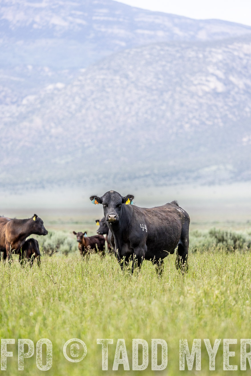 TMyers_PP_Perigo_Nevada_June2023-522352