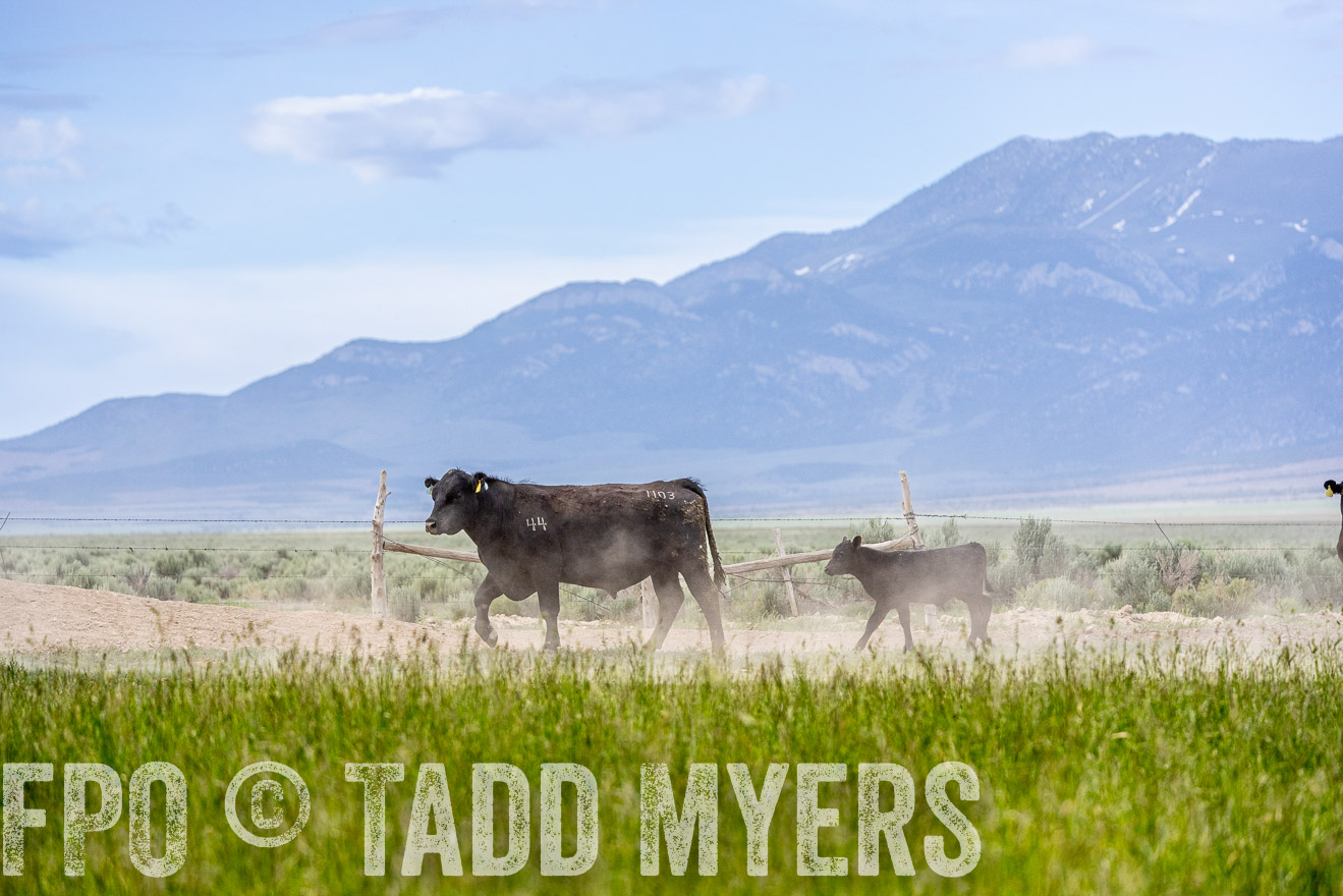 TMyers_PP_Perigo_Nevada_June2023-522400