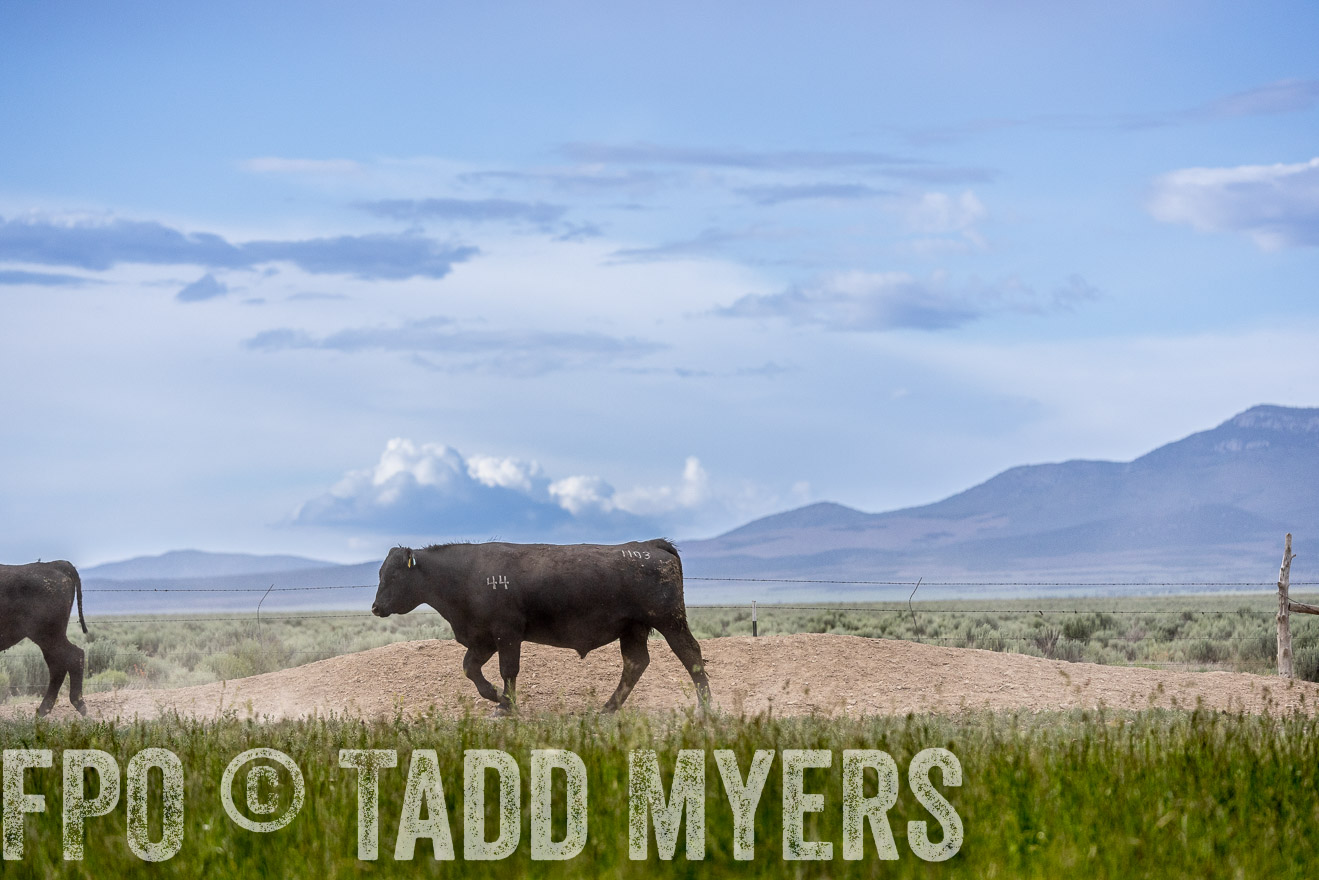 TMyers_PP_Perigo_Nevada_June2023-522408