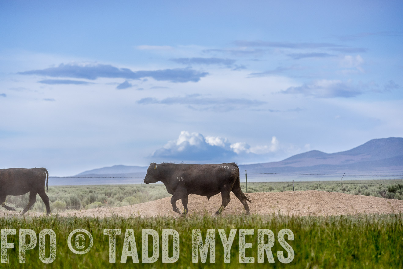 TMyers_PP_Perigo_Nevada_June2023-522411