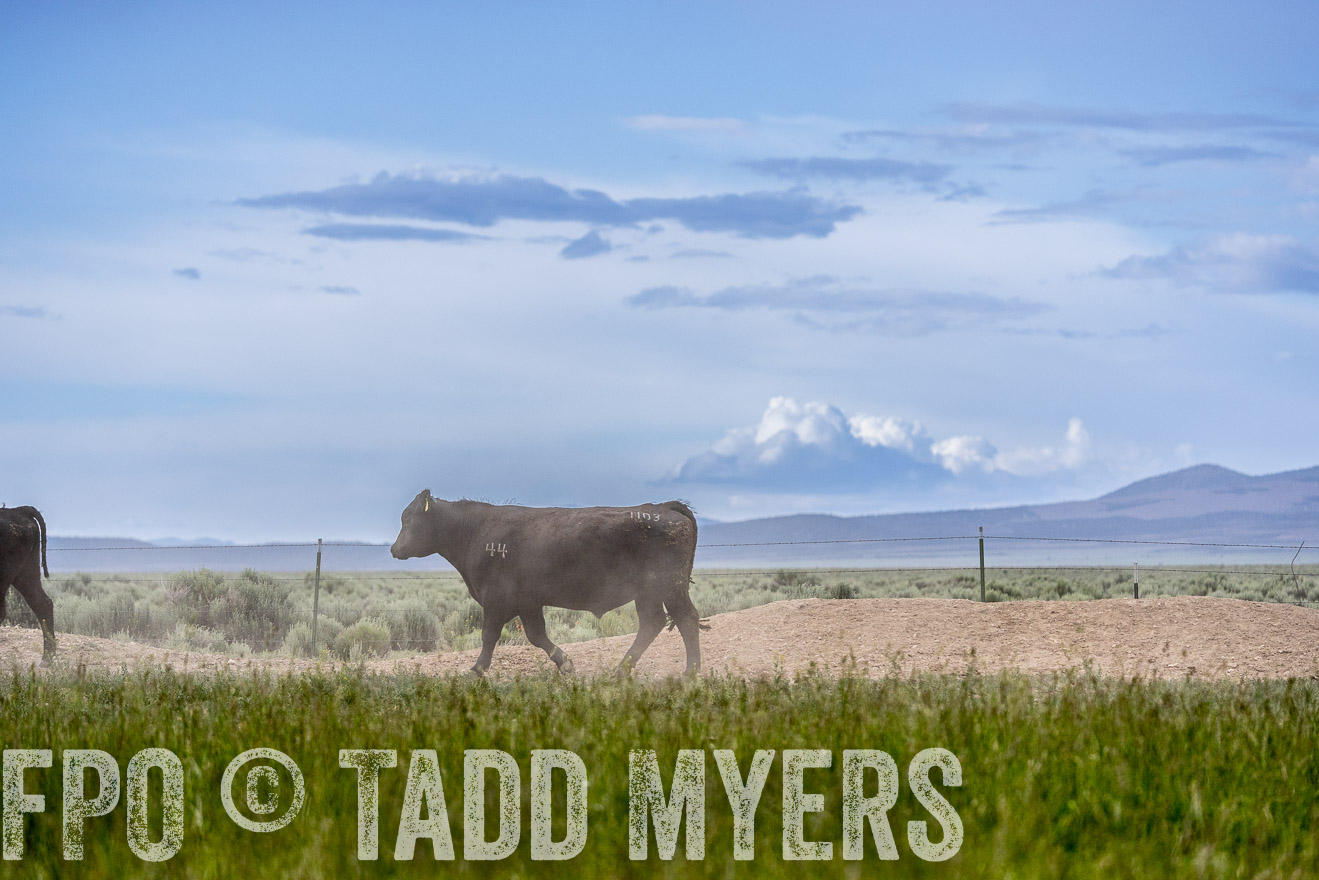 TMyers_PP_Perigo_Nevada_June2023-522414
