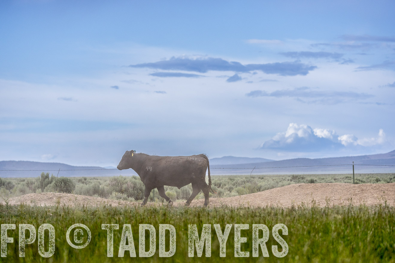 TMyers_PP_Perigo_Nevada_June2023-522416