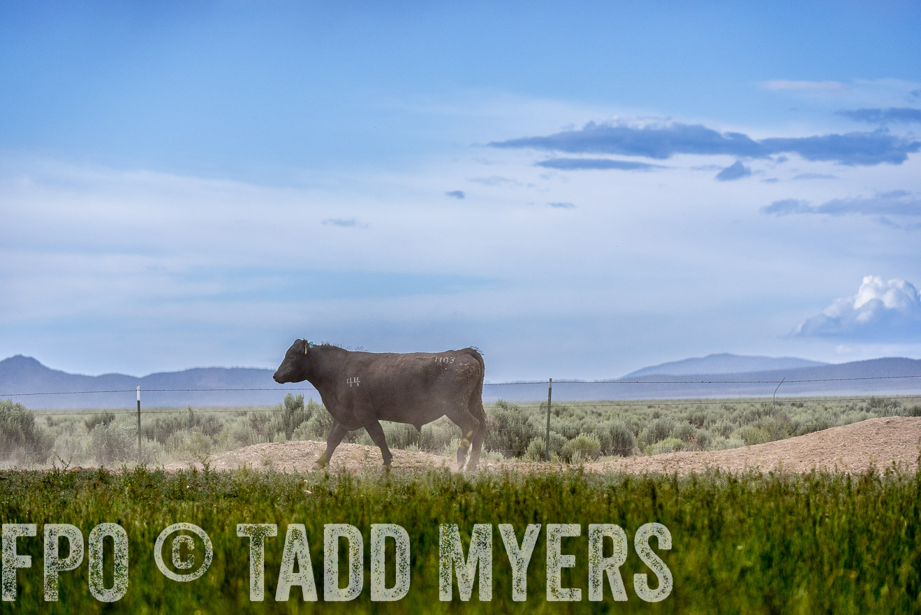 TMyers_PP_Perigo_Nevada_June2023-522419