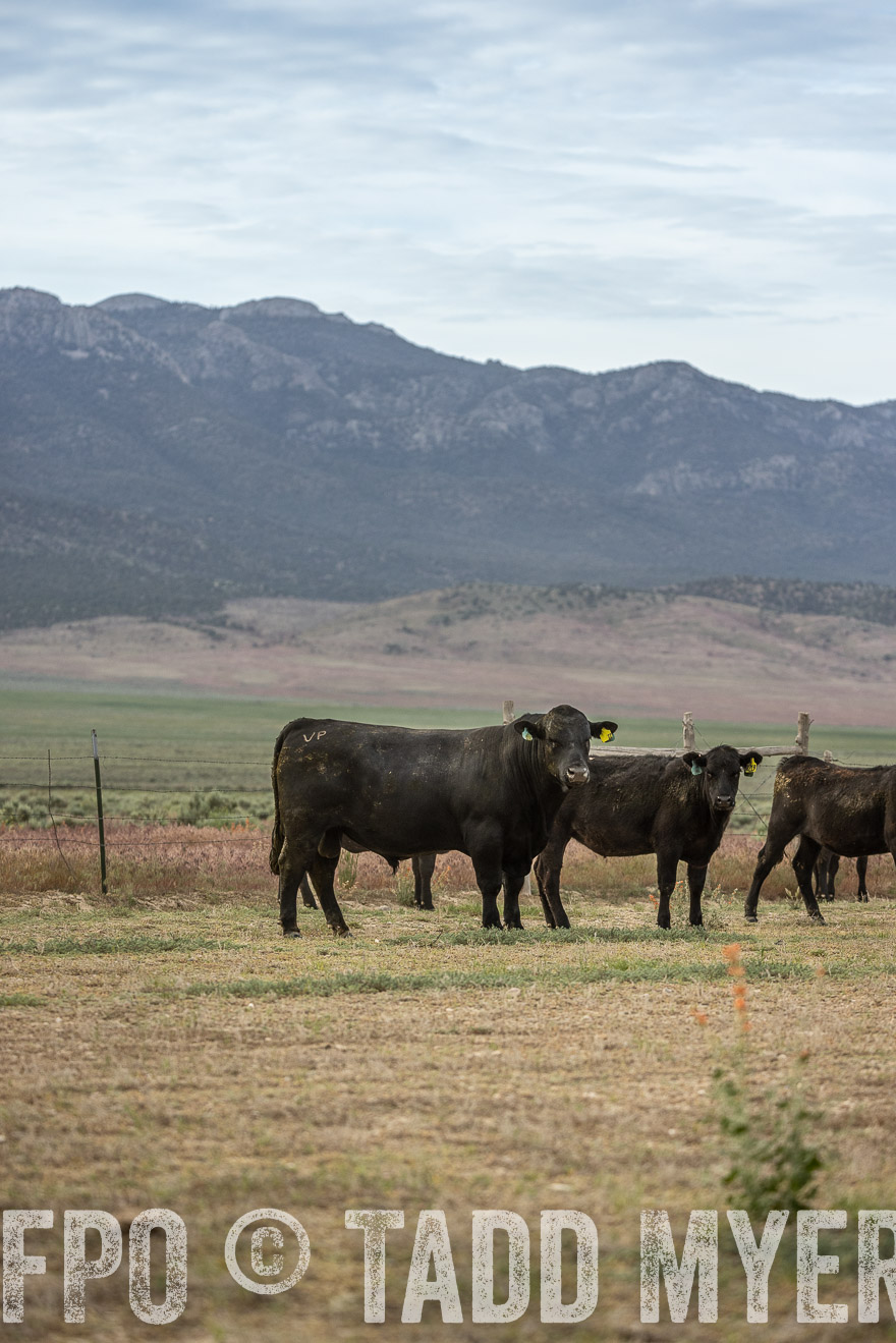 TMyers_PP_Perigo_Nevada_June2023-522635