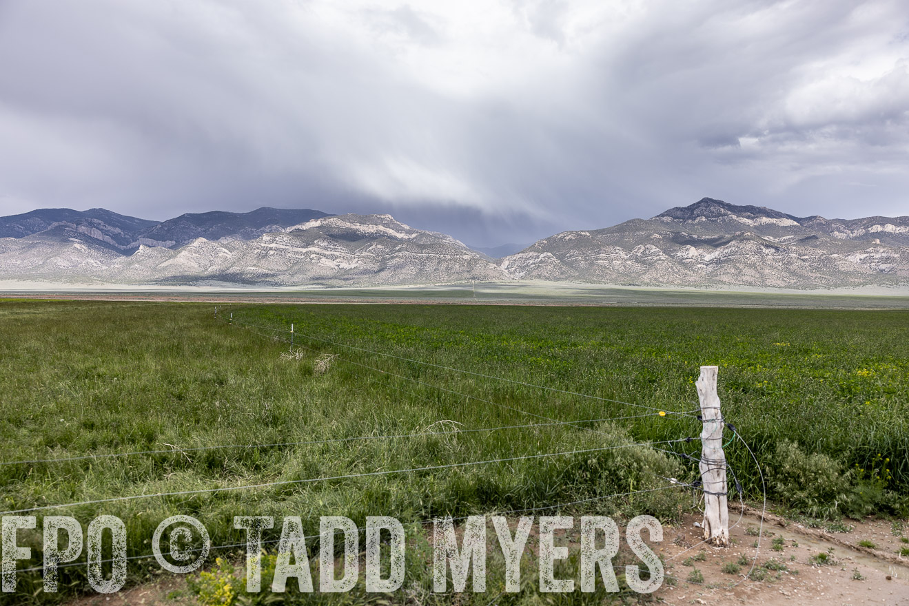 TMyers_PP_Perigo_Nevada_June2023-512332
