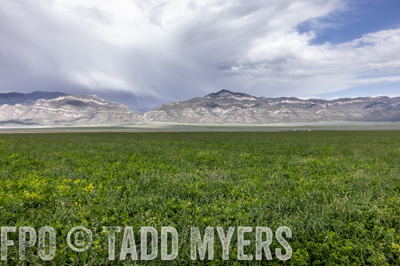 TMyers_PP_Perigo_Nevada_June2023-512344