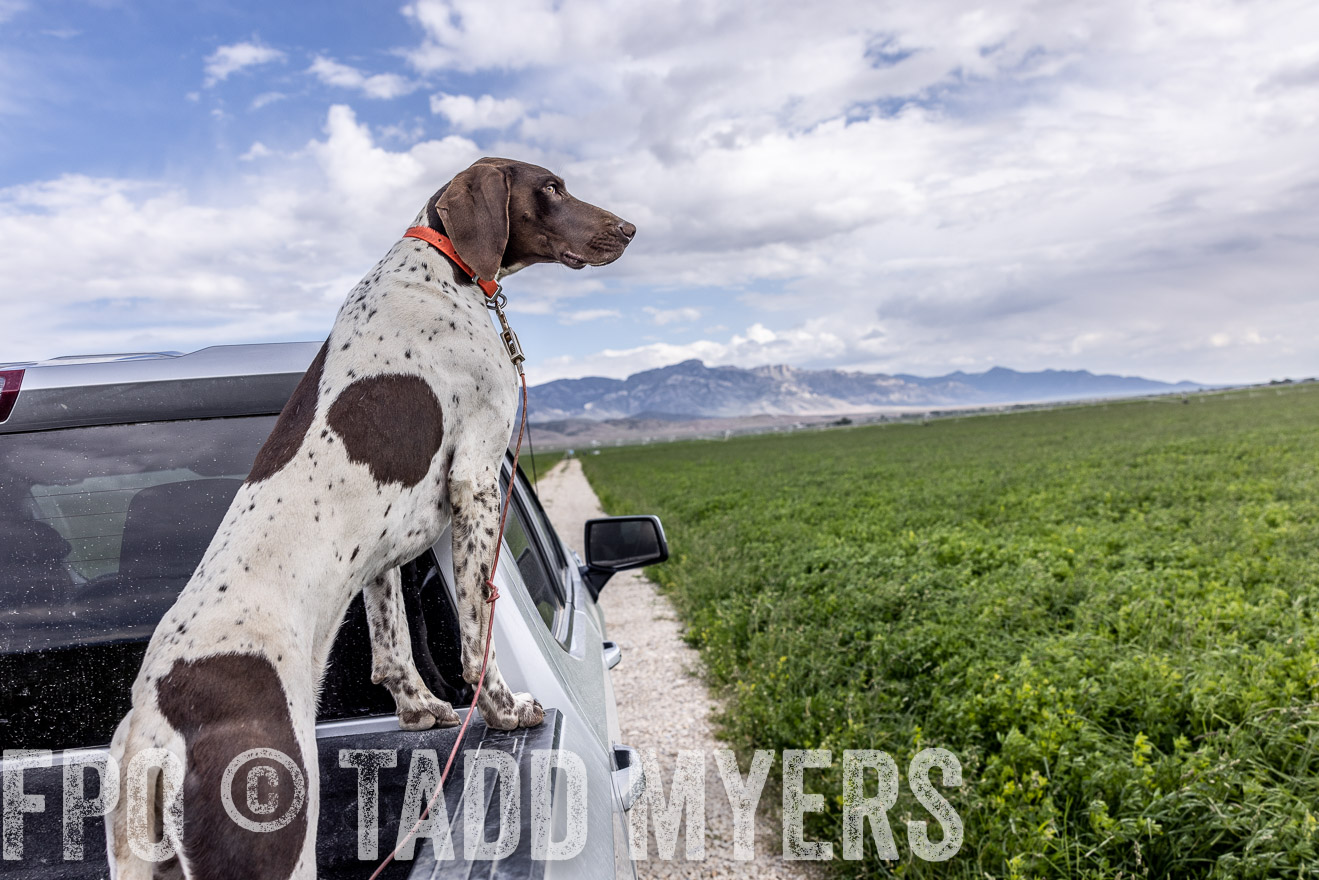 TMyers_PP_Perigo_Nevada_June2023-512385