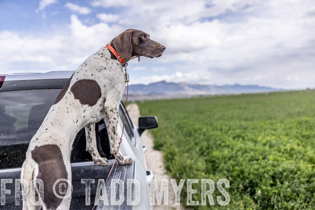 TMyers_PP_Perigo_Nevada_June2023-512427