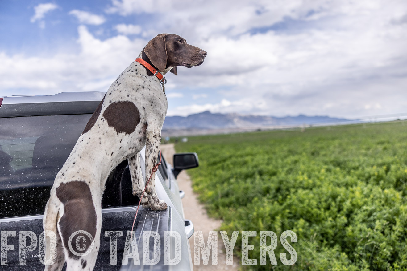 TMyers_PP_Perigo_Nevada_June2023-512445