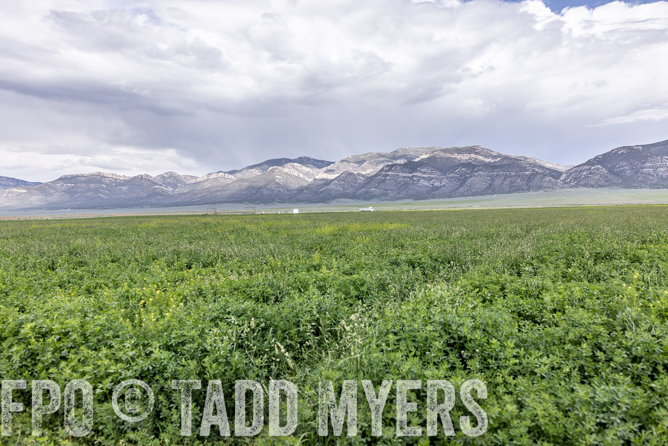 TMyers_PP_Perigo_Nevada_June2023-512544
