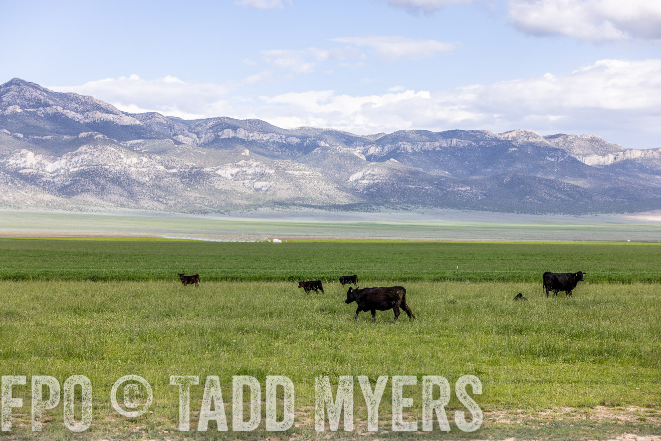 TMyers_PP_Perigo_Nevada_June2023-513037