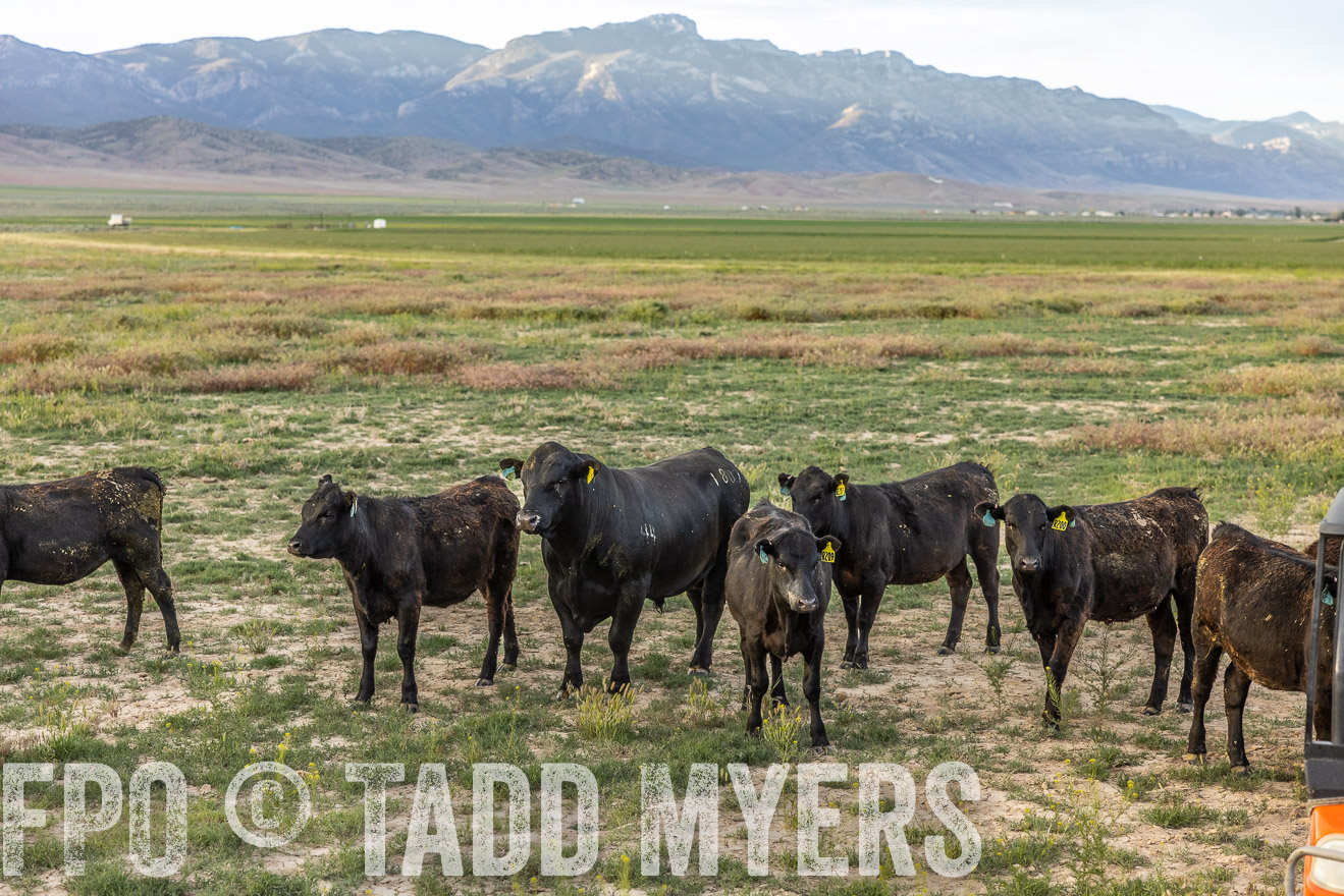 TMyers_PP_Perigo_Nevada_June2023-513497