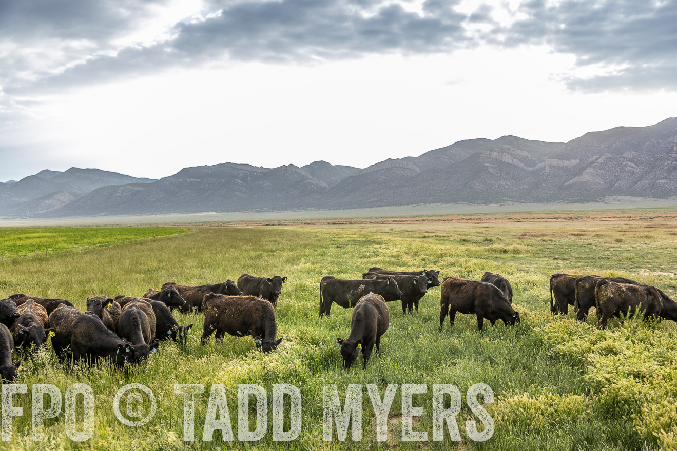 TMyers_PP_Perigo_Nevada_June2023-514038