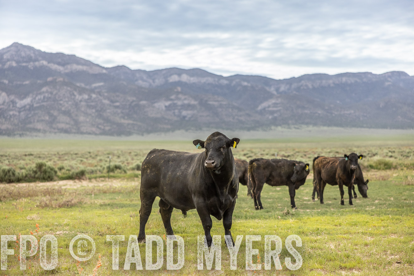 TMyers_PP_Perigo_Nevada_June2023-514295