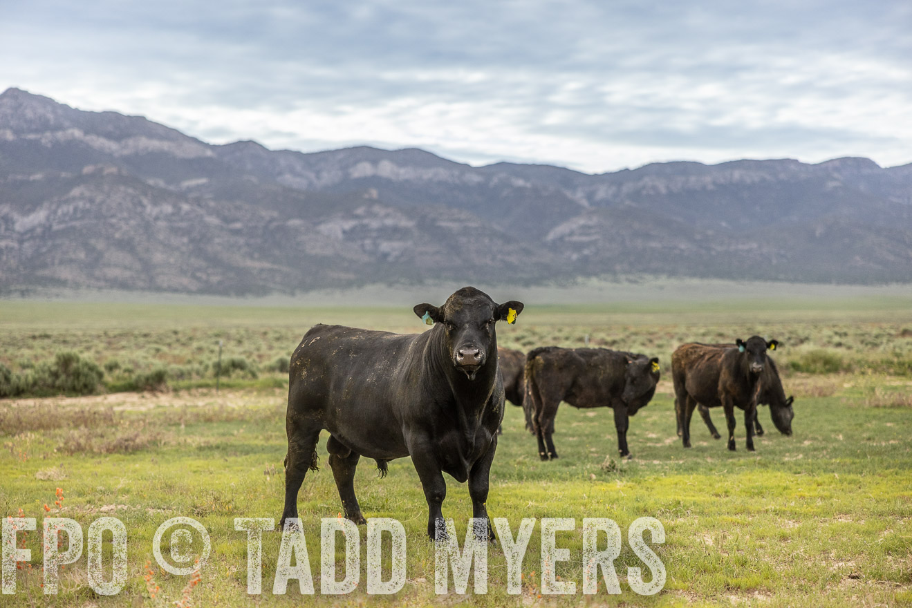 TMyers_PP_Perigo_Nevada_June2023-514297