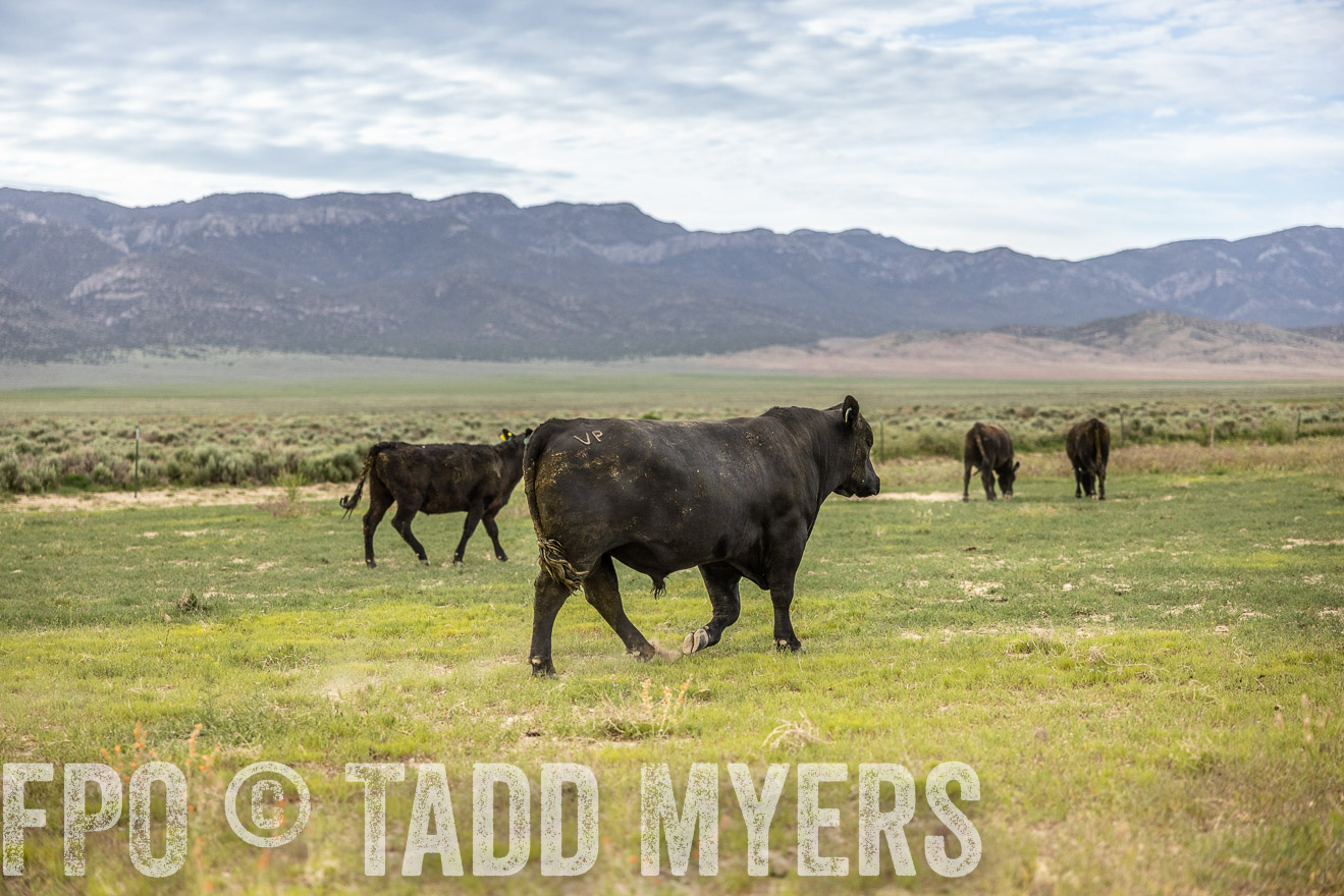 TMyers_PP_Perigo_Nevada_June2023-514369
