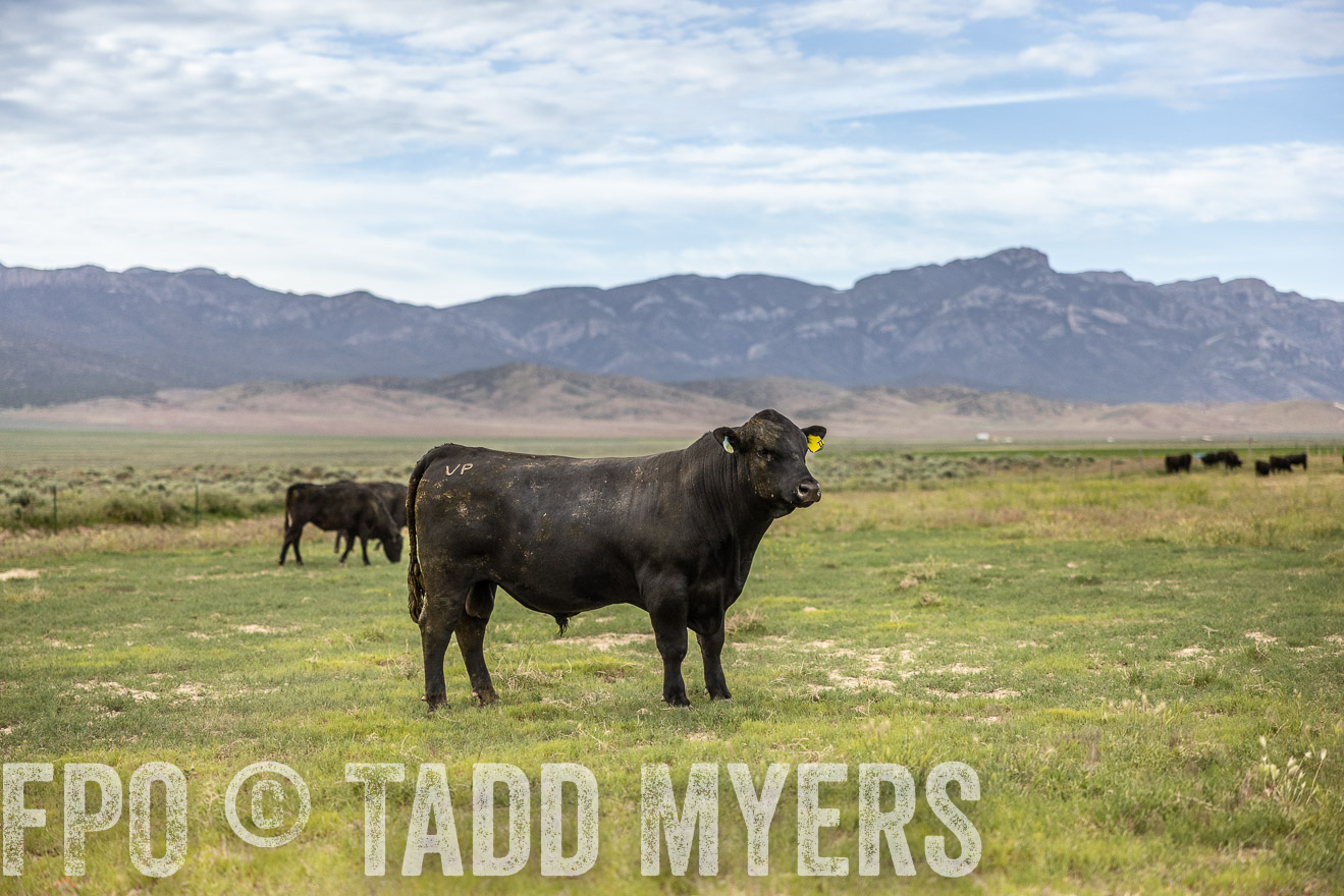 TMyers_PP_Perigo_Nevada_June2023-514413