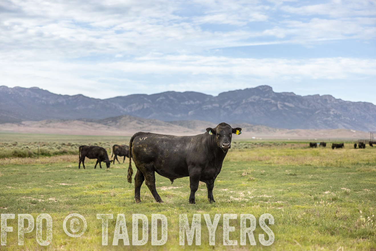 TMyers_PP_Perigo_Nevada_June2023-514421