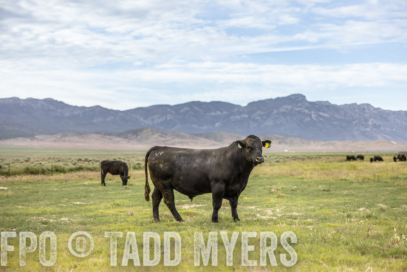 TMyers_PP_Perigo_Nevada_June2023-514436